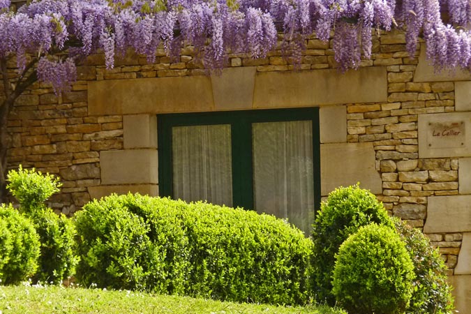 Der Buchsbaum und die Glyzinien in Blüte am Ferienhaus die Kelterei in Sarlat in Südfrankreich