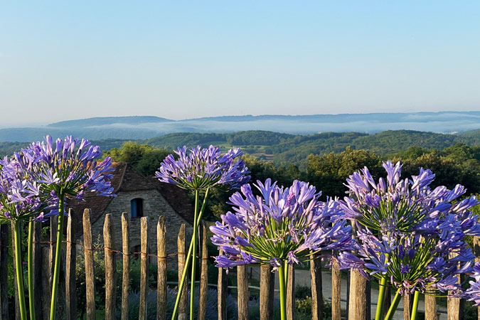 Buchsbaum am Ferienhaus die Kelterei in Sarlat in Südfrankreich